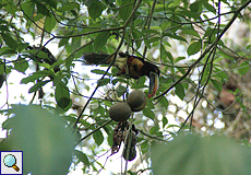 Feuerschnabelarassari (Pteroglossus frantzii) im Carara-Nationalpark