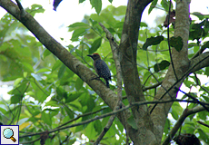 Hoffmann-Specht (Melanerpes hoffmannii) im Carara-Nationalpark