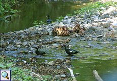 Moschusenten (Cairina moschata) im Carara-Nationalpark