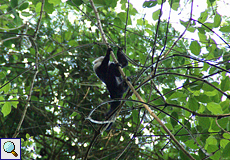 Panama-Kapuzineraffe (Cebus imitator) im Carara-Nationalpark