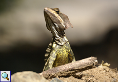 Männlicher Helmbasilisk (Basiliscus basiliscus) im Carara-Nationalpark