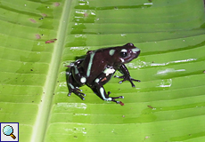 Goldbaumsteiger (Dendrobates auratus) im Carara-Nationalpark