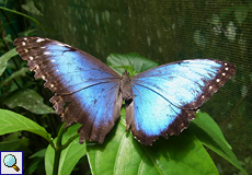 Mittelamerikanischer Blauer Morpho (Morpho peleides) im Schmetterlingszuchtzentrum des Ecocentro Danaus