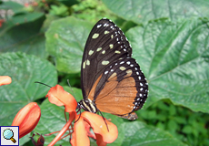 Tithorea tarricina in der Schmetterlingszuchtstation des Ecocentro Danaus