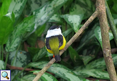 Männlicher Weißbandpipra (Manacus candei) im Ecocentro Danaus