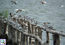 Bei Flut sammeln sich Wat- und Küstenvögel auf dem Landungssteg im La Ensenada Wildlife Refuge