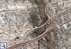 Perfekt getarnter weiblicher Kleiner Gelbkopfgecko (Gonatodes albogularis) im La Ensenada Wildlife Refuge