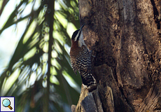 Veracruz-Zaunkönig (Campylorhynchus rufinucha) im La Ensenada Wildlife Refuge