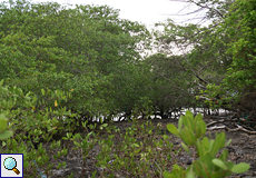 Mangroven an der Küste des La Ensenada Wildlife Refuge