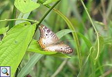 Anartia jatrophae (White Peacock)