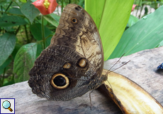 Caligo telamonius memnon (Giant Owl)