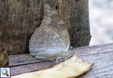 Archaeoprepona demophoon gulina (Two-spotted Prepona)