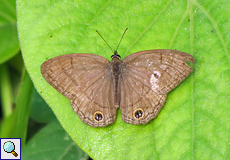 Cissia pompilia