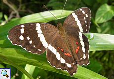 Anartia fatima (Banded Peacock oder Fatima)