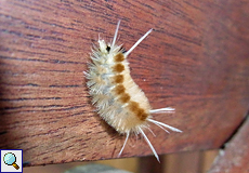 Raupe von <em>Halysidota schausi</em>, Beschreibung folgt Raupe von <em>Halysidota schausi</em>, Beschreibung folgt