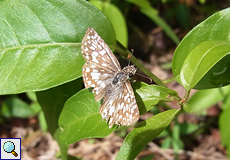 Burnsius oileus, Beschreibung folgt, Burnsius oileus, Beschreibung folgt,