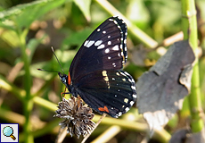 Chlosyne lacinia (Bordered Patch)