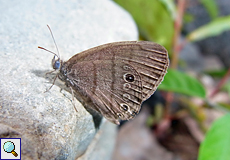 Hermeuptychia hermes, Beschreibung folgt Hermeuptychia hermes, Beschreibung folgt