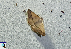 Eusarca cayennaria Eusarca cayennaria
