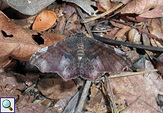 Euclystis inconstans, Beschreibung folgt Euclystis inconstans, Beschreibung folgt