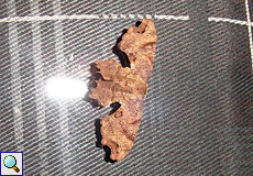 Calledapteryx dryopterata (Brown Scoopwing)