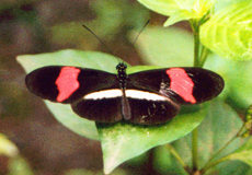 Heliconius erato (Red Postman)