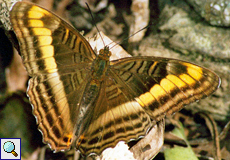 Adelpha tracta (Tracta Sister)