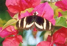 Heliconius hewitsoni