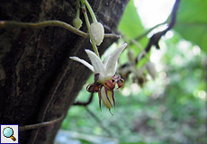 Blüte eines Kakaobaums (Theobroma cacao)