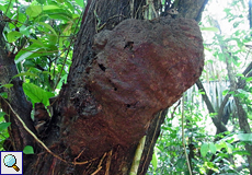 An vielen Bäumen hängen Termitennester