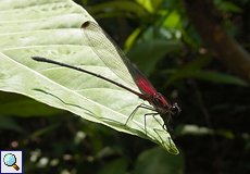 Hetaerina occisa ist eine der Libellenarten, die man in dem Naturschutzgebiet beobachten kann
