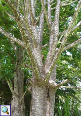 Einige Bäume schützen sich mit Stacheln vor Fressfeinden
