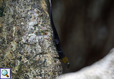 Männlicher Kleiner Gelbkopfgecko (Gonatodes albogularis)