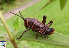 Taeniopoda reticulata, Larve