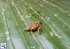 Agriocoris flavipes