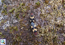 Dysdercus bidentatus