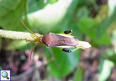 Nematopus nigroannulatus