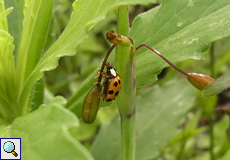 Asiatischer Marienkäfer (Harlequin Ladybird, Harmonia axyridis)