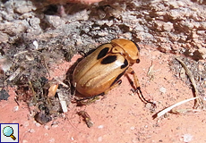 Ancognatha gracilis