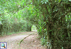 Wanderweg auf dem Gelände der La Selva Biological Station