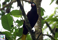 Montezumastirnvogel (Psarocolius montezuma) auf dem Gelände der La Selva Biological Station