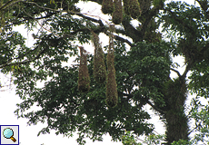 Hänge-Nester der Rotkopf-Stirnvögel (Psarocolius wagleri) auf dem Gelände der La Selva Biological Station