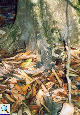 Gut getarnt: Gemeiner Schwarzleguan (Ctenosaura similis) im Manuel-Antonio-Nationalpark