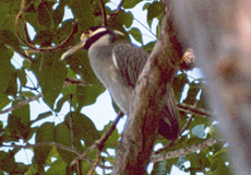 Krabbenreiher (Nyctanassa violacea) im Manuel-Antonio-Nationalpark