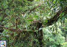 Epiphytische Vegetation mit Blüten von Elleanthus glaucophyllus