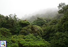 Der Nebel bringt dem Bergwald Feuchtigkeit