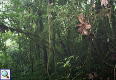 Nebel hüllt die Vegetation im Wald von Santa Elena ein