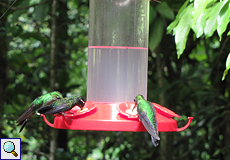 Zahlreiche Kolibris und andere Vögel besuchen die Futterspender der Cafeteria El Colibri