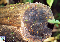 Totholz mit Pilzen im Santa Elena Biological Reserve