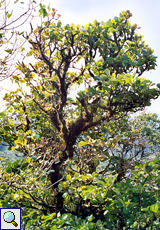 Baumriese im Santa Elena Biological Reserve